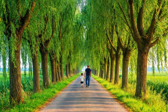 Een vader en kind wandelen hand in hand over een verharde weg tussen hoge, dichtbebladerde wilgen in een groen polderlandschap met warm zonlicht.