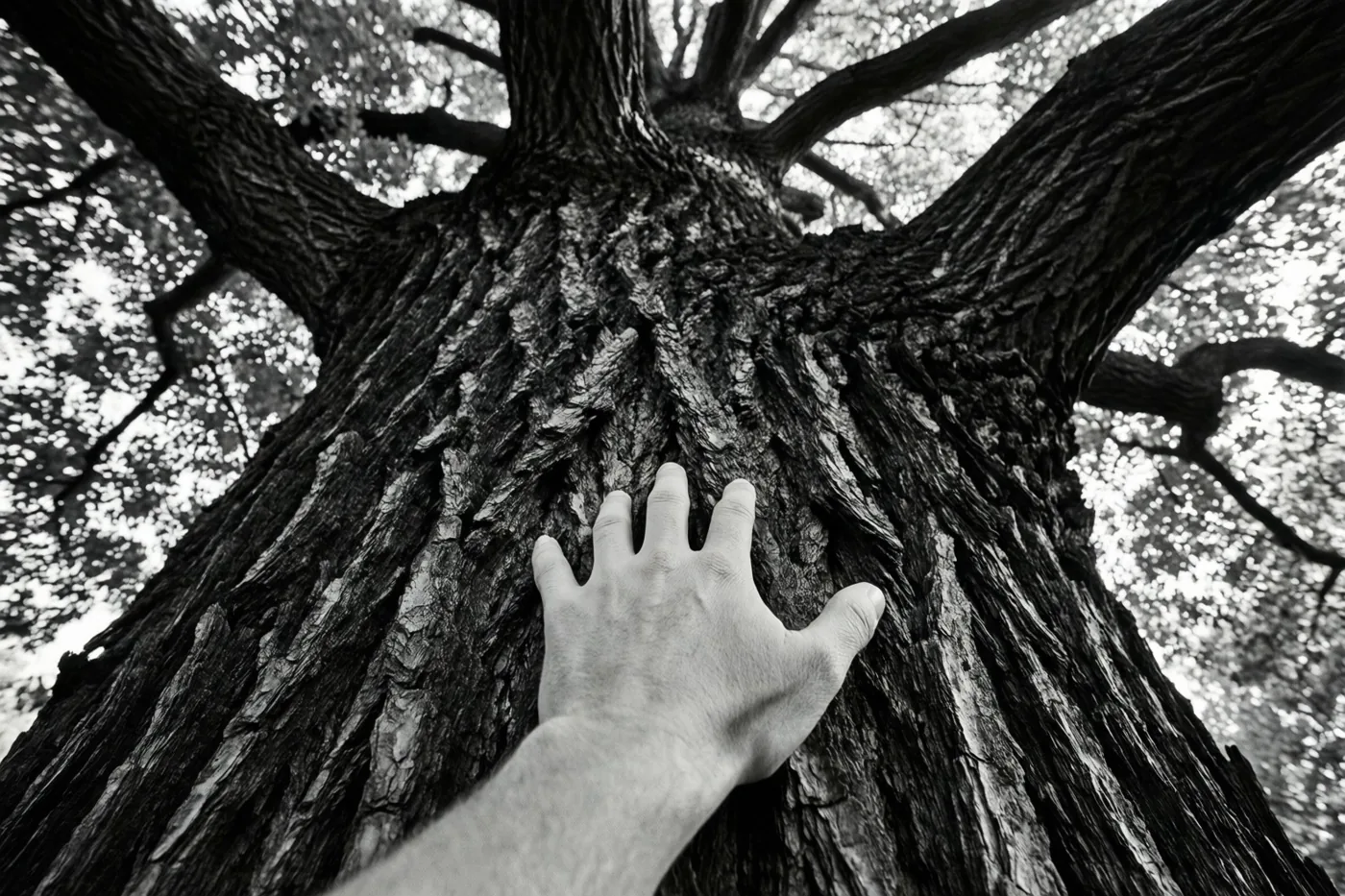 Een zwart-witbeeld toont van onderuit een hand op de ruwe stam van een grote, oude boom, met licht tussen de bladeren erboven.