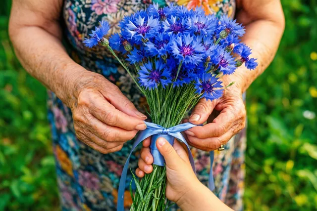 De handen van een oudere vrouw knopen buiten een blauw lint rond een boeket blauwe korenbloemen, terwijl een kinderhand de stelen ophoudt tegen een groene achtergrond.