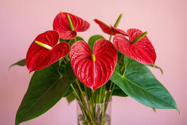 Bloemen met een verliefd hart