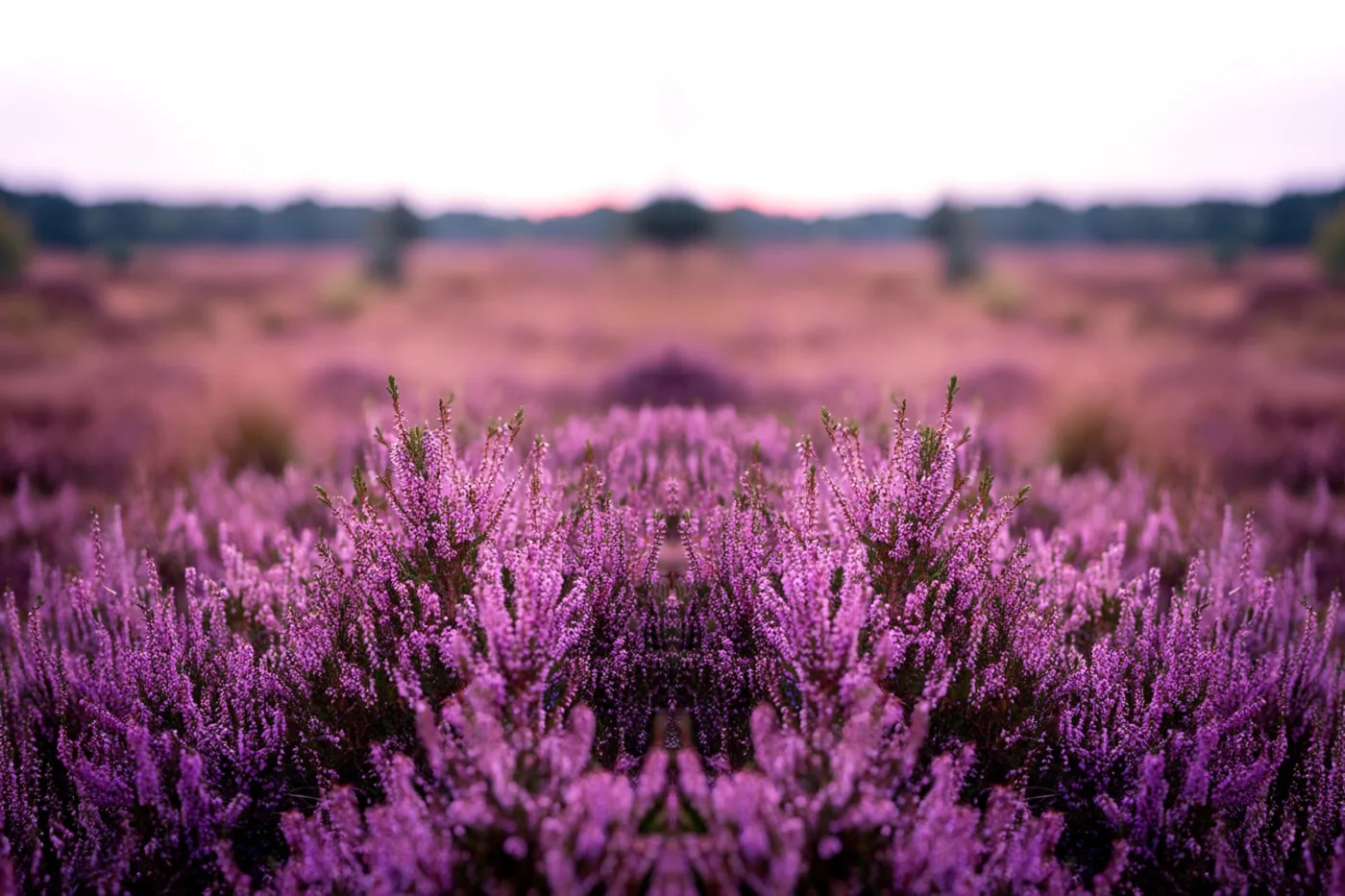 Paarse heidebloemen staan scherp op de voorgrond van de Kempense heide, onder een bleke lucht in zachte herfsttinten.