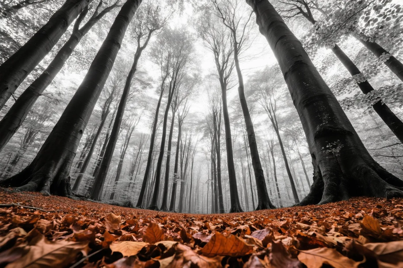 Van laag bij de grond zijn hoge beuken in een mistig bos te zien boven koperkleurige herfstbladeren.