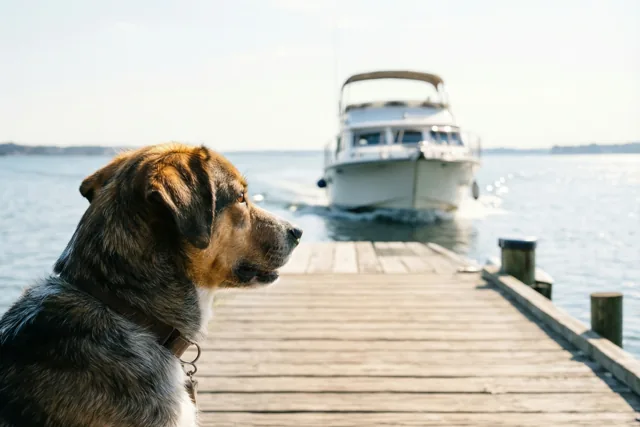 Dag van de steigerhond
