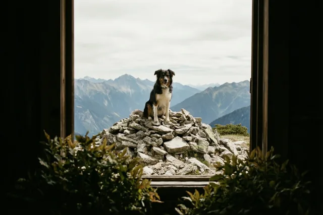 Een hond met grootse plannen