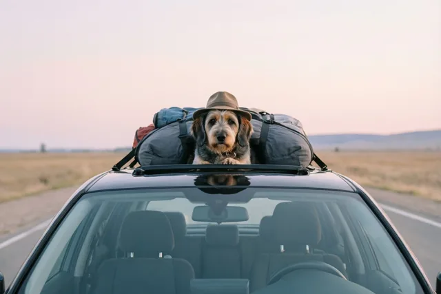 Hond boven, we zijn weg