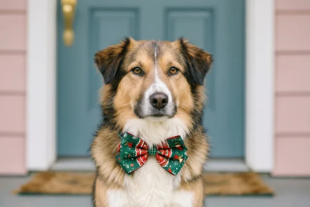 Onze hond heet je welkom
