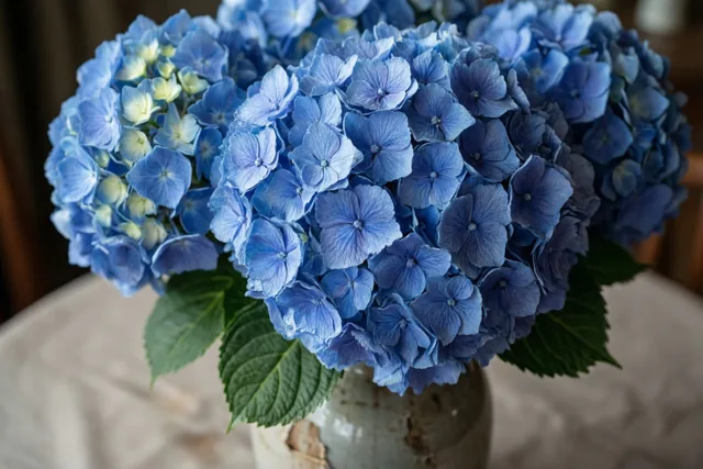 Een sorry tussen blauwe hortensia's