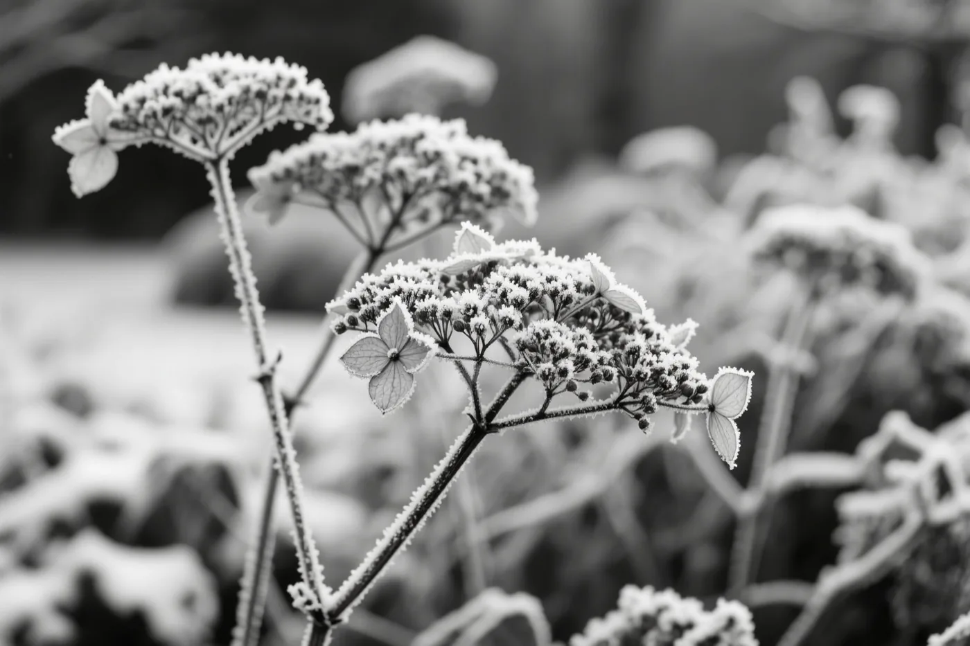 Berijpte, verdroogde bloemhoofden van hortensia's zijn scherp in beeld tegen een wazige wintertuin op een monochrome foto.