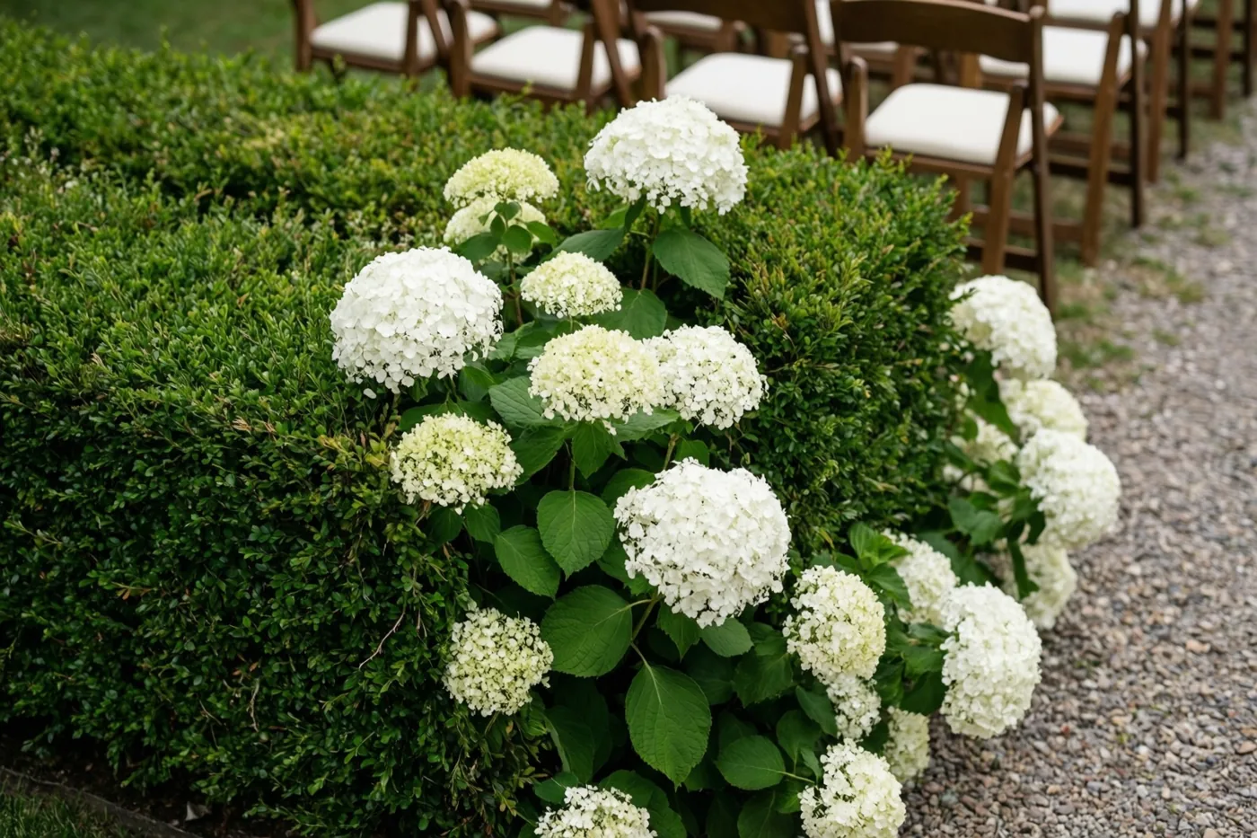 Witte hortensia’s groeien langs een grindpad, met daarachter rijen houten stoelen met witte kussens in natuurlijk daglicht.