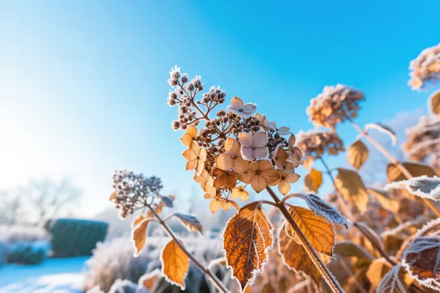 Hortensia's onder blauwe lucht
