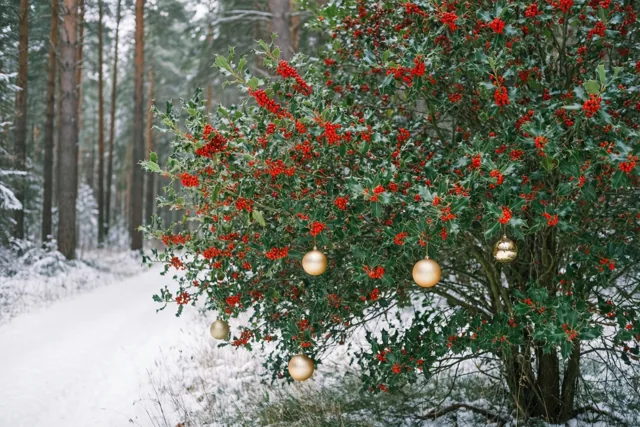 Kerstkleur langs het bospad