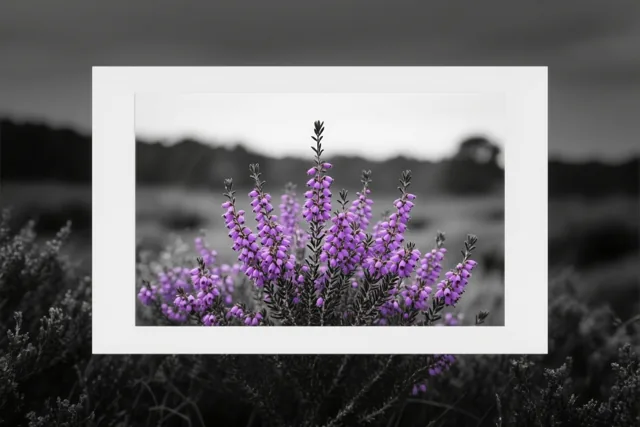 Een ingelijste foto toont bloeiende paarse heide tegen een onscherpe zwart-witte achtergrond.