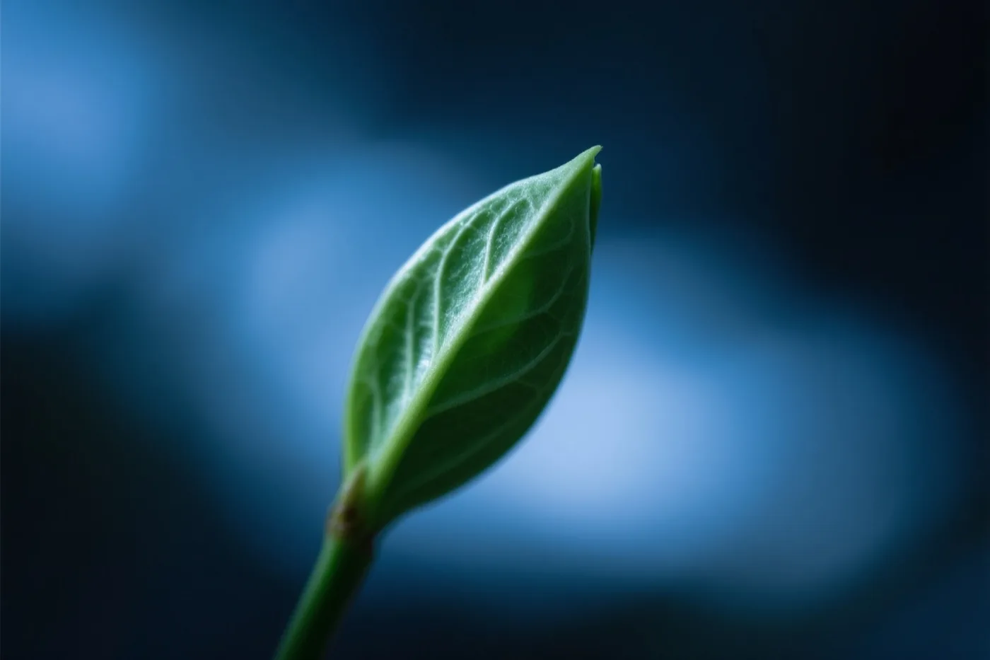 Een jong groen blad ontvouwt zich tegen een wazige blauwe achtergrond.