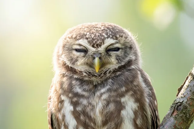 Een jong uiltje zit met gesloten ogen op een boomtak, van dichtbij gefotografeerd in ochtendlicht tegen een wazige groen-gele achtergrond.
