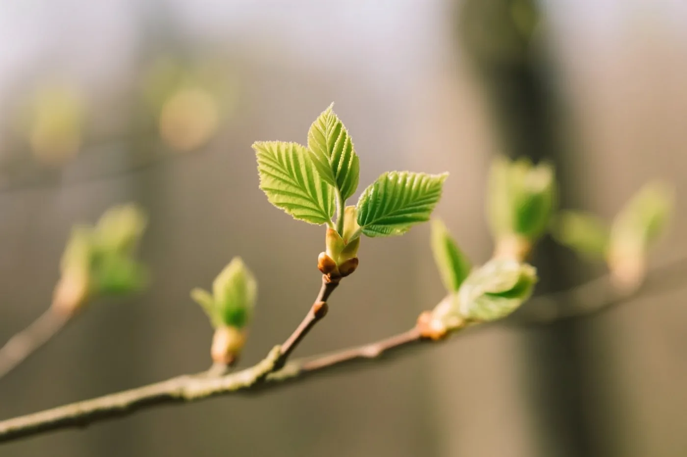Verse groene blaadjes komen tevoorschijn aan een beukentak tegen een zacht vervaagde natuurlijke achtergrond in groene en bruine tinten.