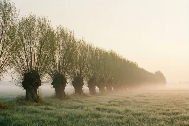Knotwilgen met dikke stammen en kale takken staan in een mistige polder bij dageraad, in bleke groene en grijze tinten.