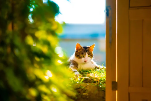 De poes heeft haar plekje
