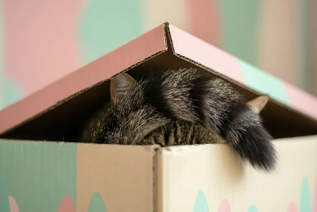 Verhuisdoos met ingebouwde kat