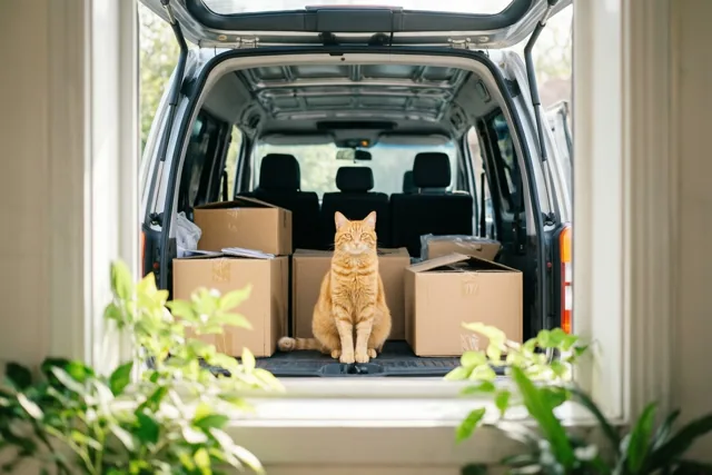 Poes klaar voor haar verhuis