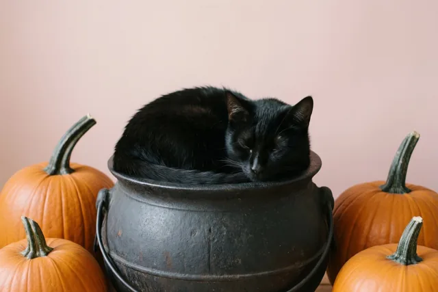 Een poezendutje met Halloween