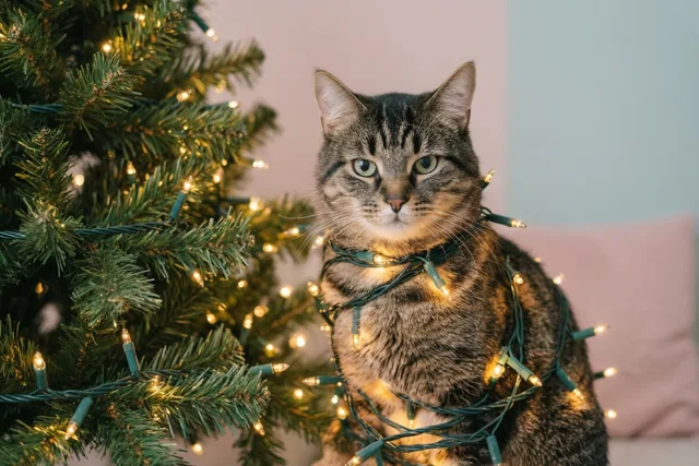 De kat schittert deze kerst