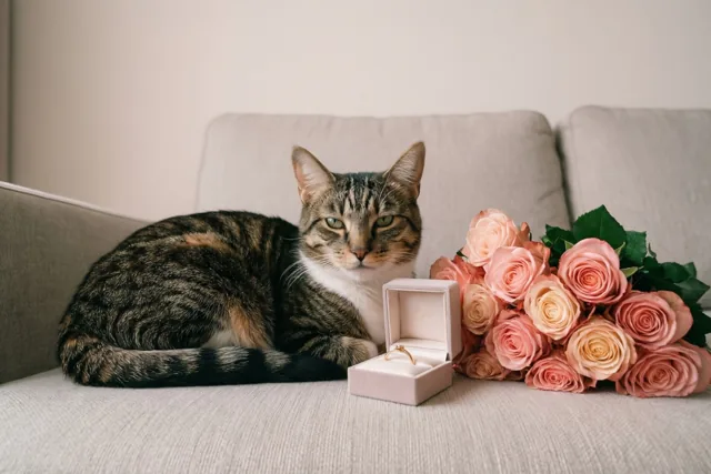Een kat bij jullie verloving