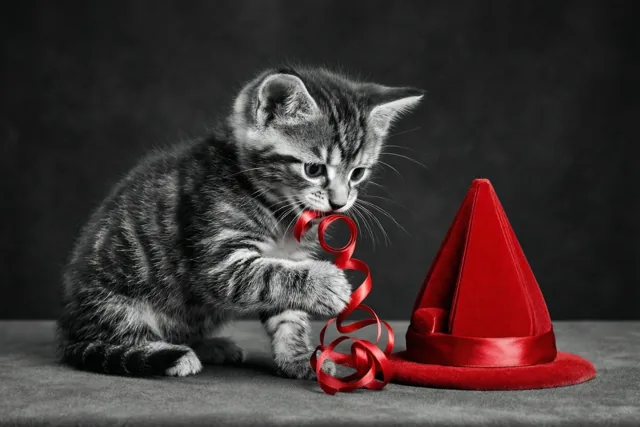 Het sintenlint is voor poes