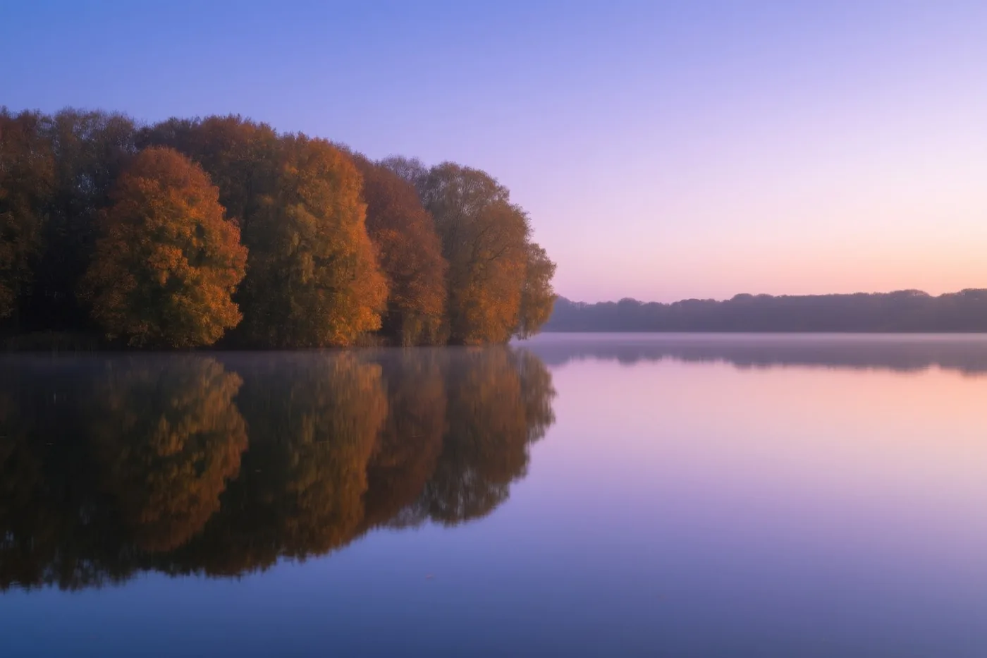 Een stil meer in de Kempen weerspiegelt oranjegele herfstbomen onder een zachtpaarse en roze hemel.