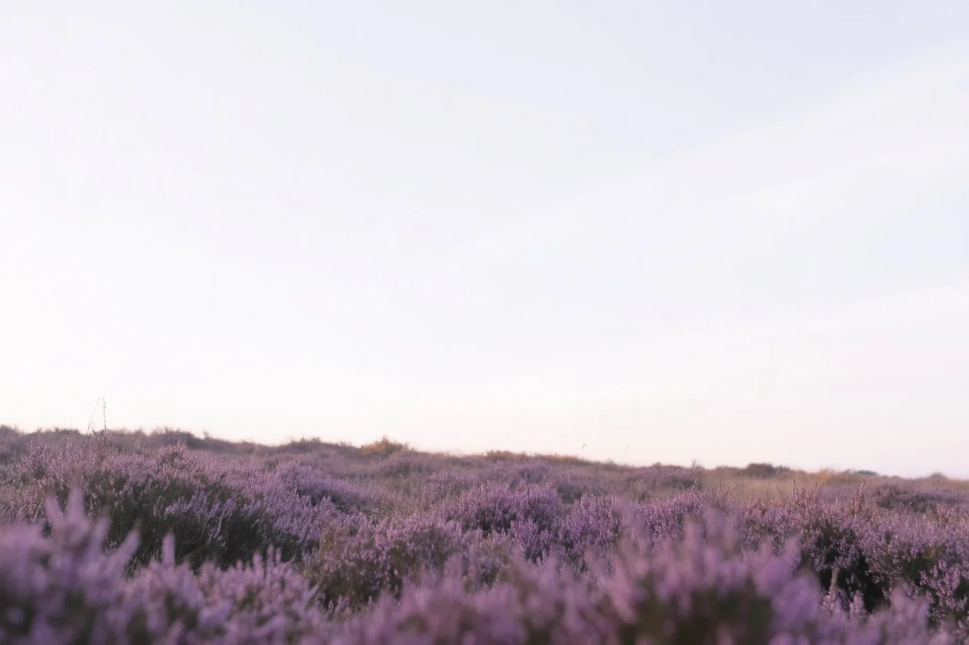 Een veld paarse heide strekt zich uit over de Kempense heide onder een bleke lucht in gedempt licht.