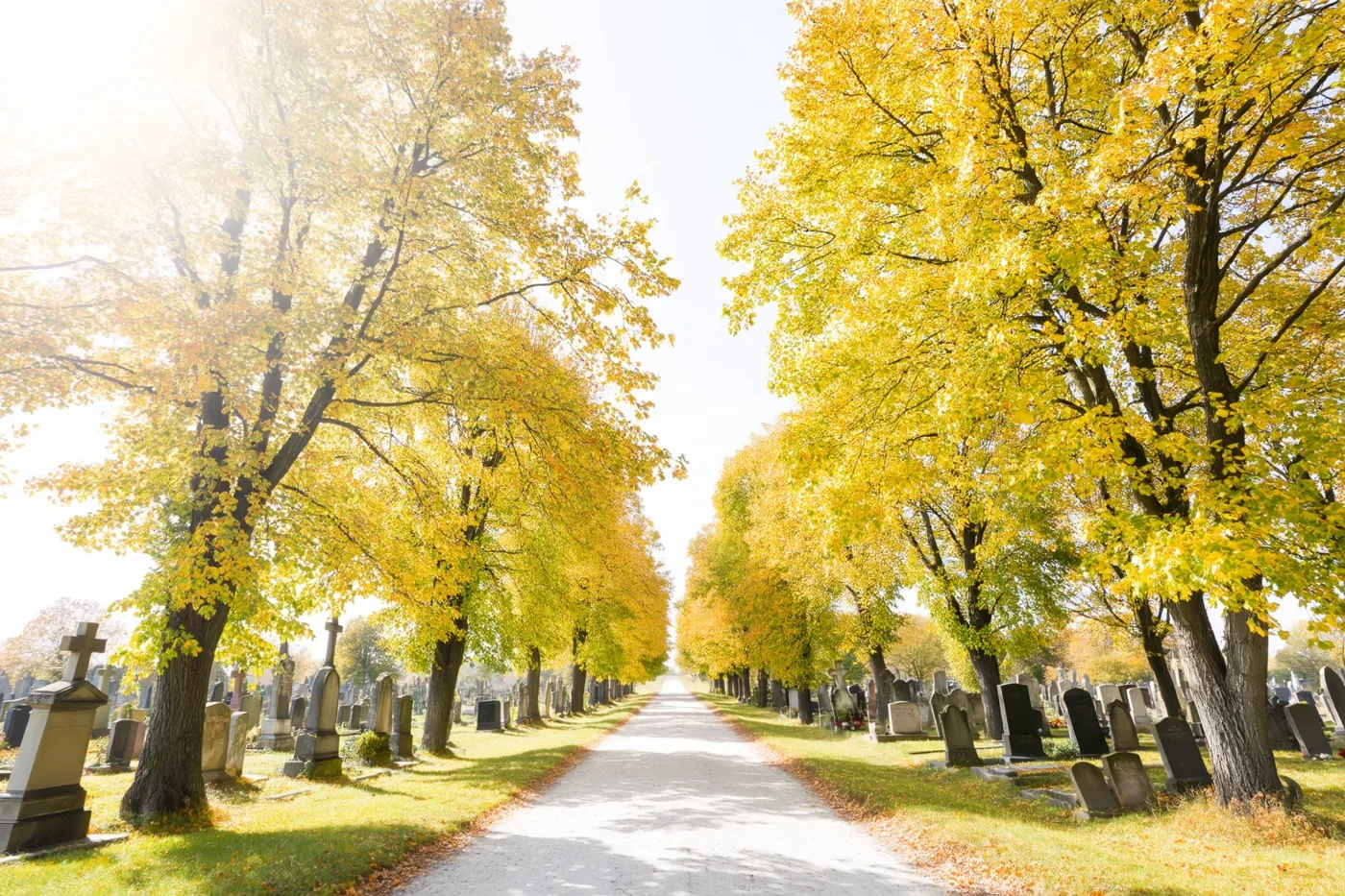 Een verhard pad slingert door een oud kerkhof tussen hoge lindebomen met goudkleurige herfstbladeren in helder zonlicht.