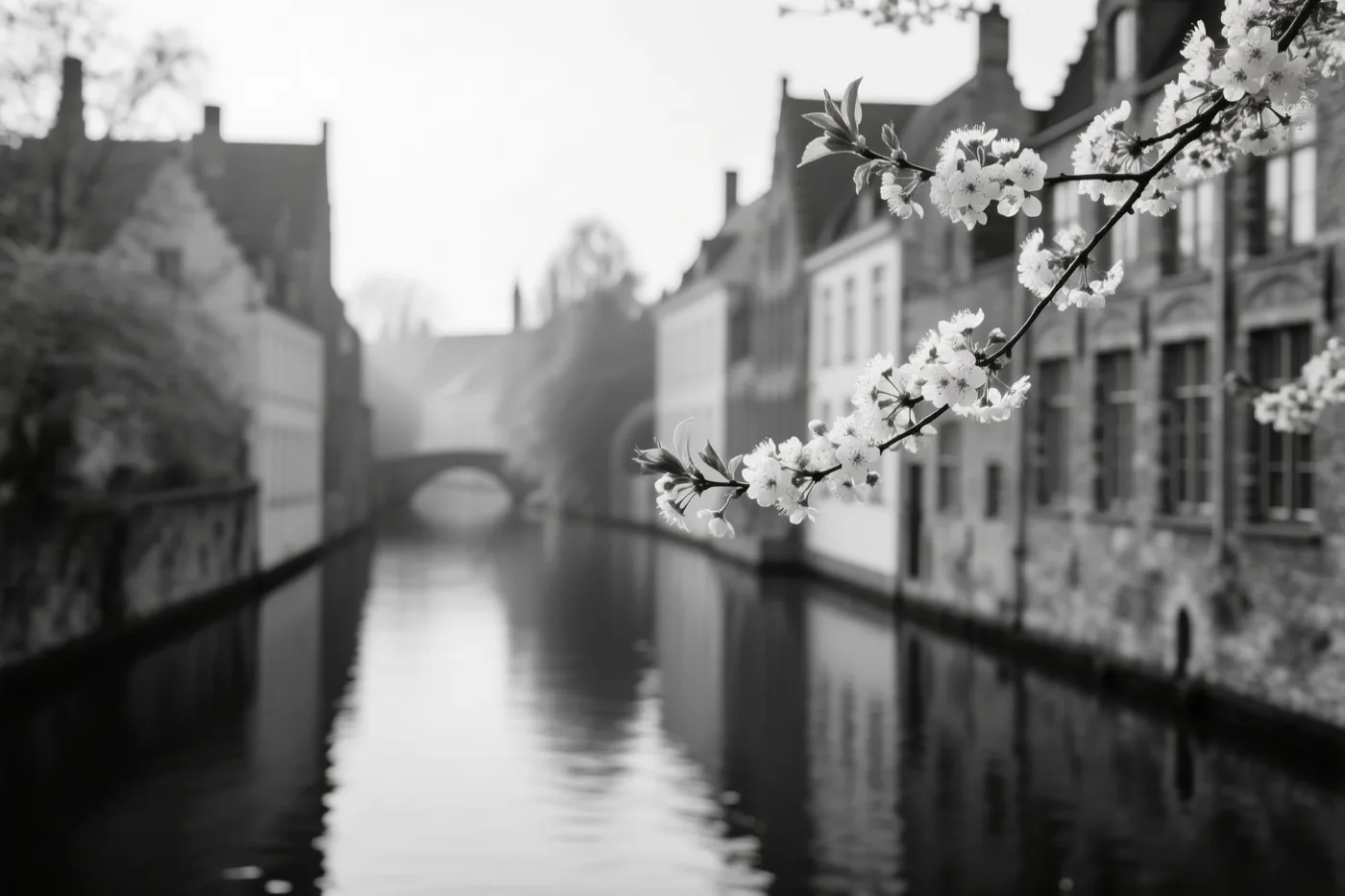Een zwart-witfoto toont een bloeiende kersentak boven rustig water, met historische gebouwen en een brug onscherp op de achtergrond.