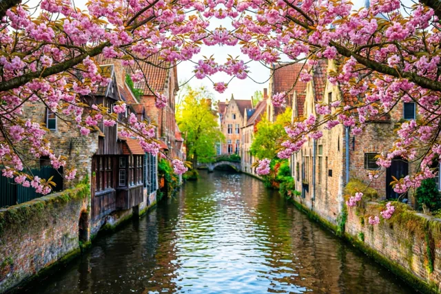 Bloesems boven de reien
