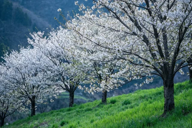 Kersenbloesems op de helling