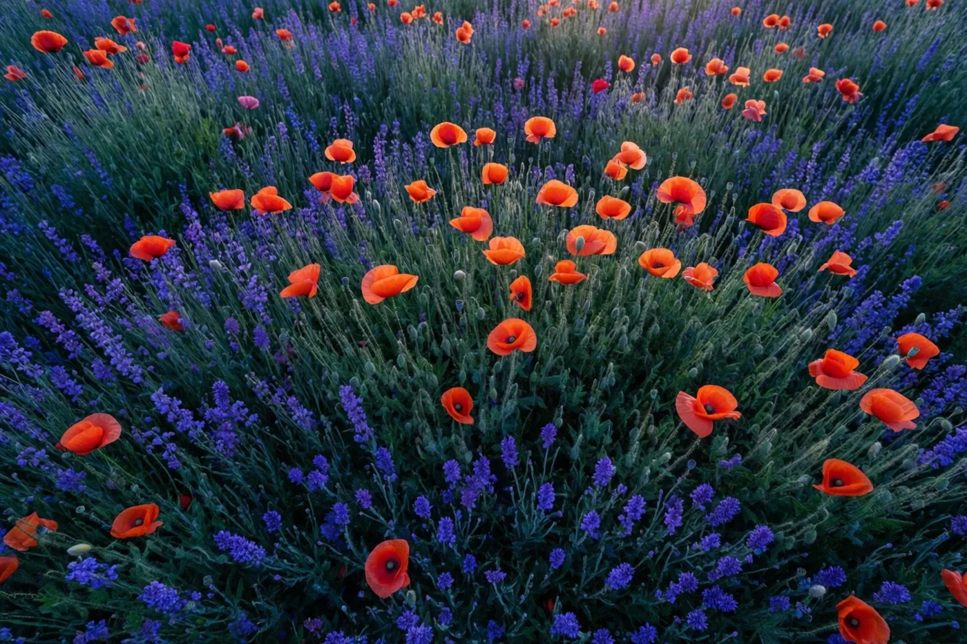 Oranje klaprozen en paarse lavendel bloeien tussen het groen in een weide.