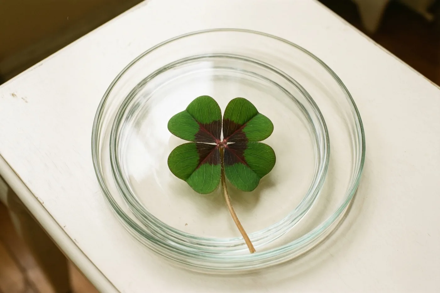 Een klavertje vier met groene en kastanjebruine blaadjes ligt in het midden van een heldere glazen schaal op wit hout.
