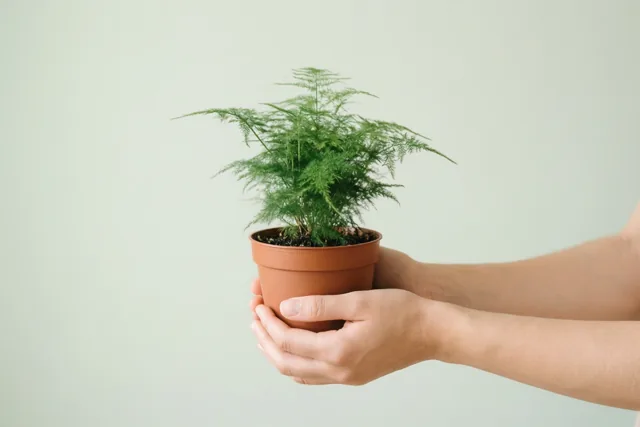Twee handen houden een kleine varen in een pot vast tegen een effen lichtgroene achtergrond.