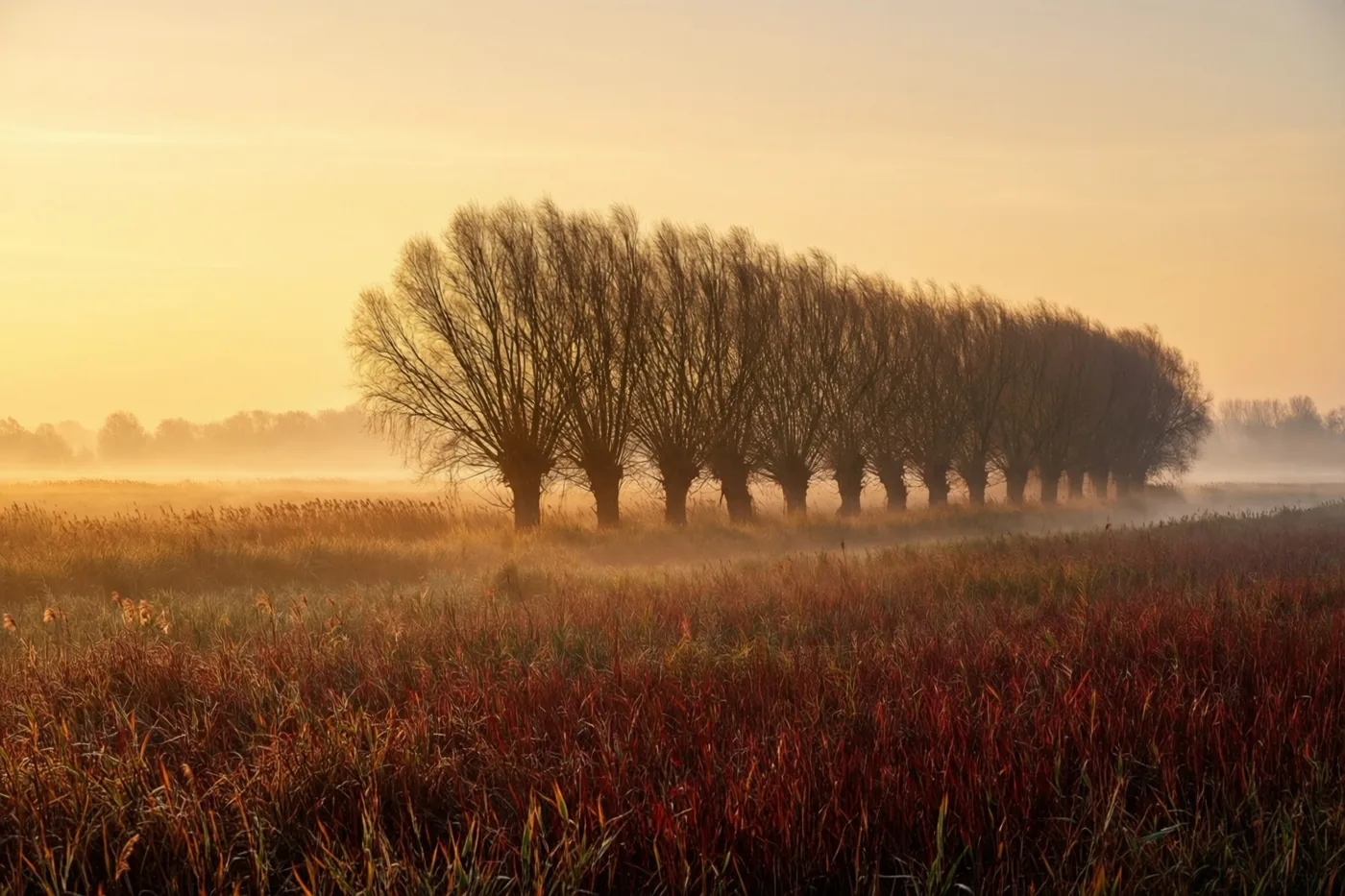 Kale knotwilgen tekenen zich af tegen een gouden hemel boven een mistige polder, met hoog roodbruin riet op de voorgrond.