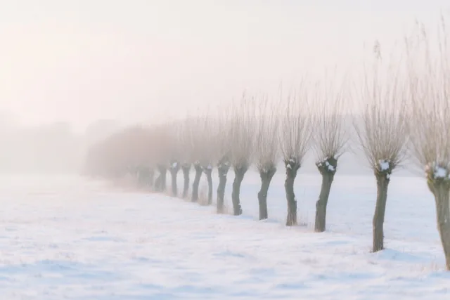 Een stille wintergroet