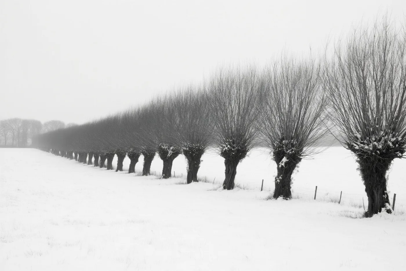 Een zwart-witfoto toont een rij knotwilgen in een besneeuwde weide onder een bewolkte lucht.