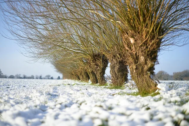 Winter onder een blauwe hemel