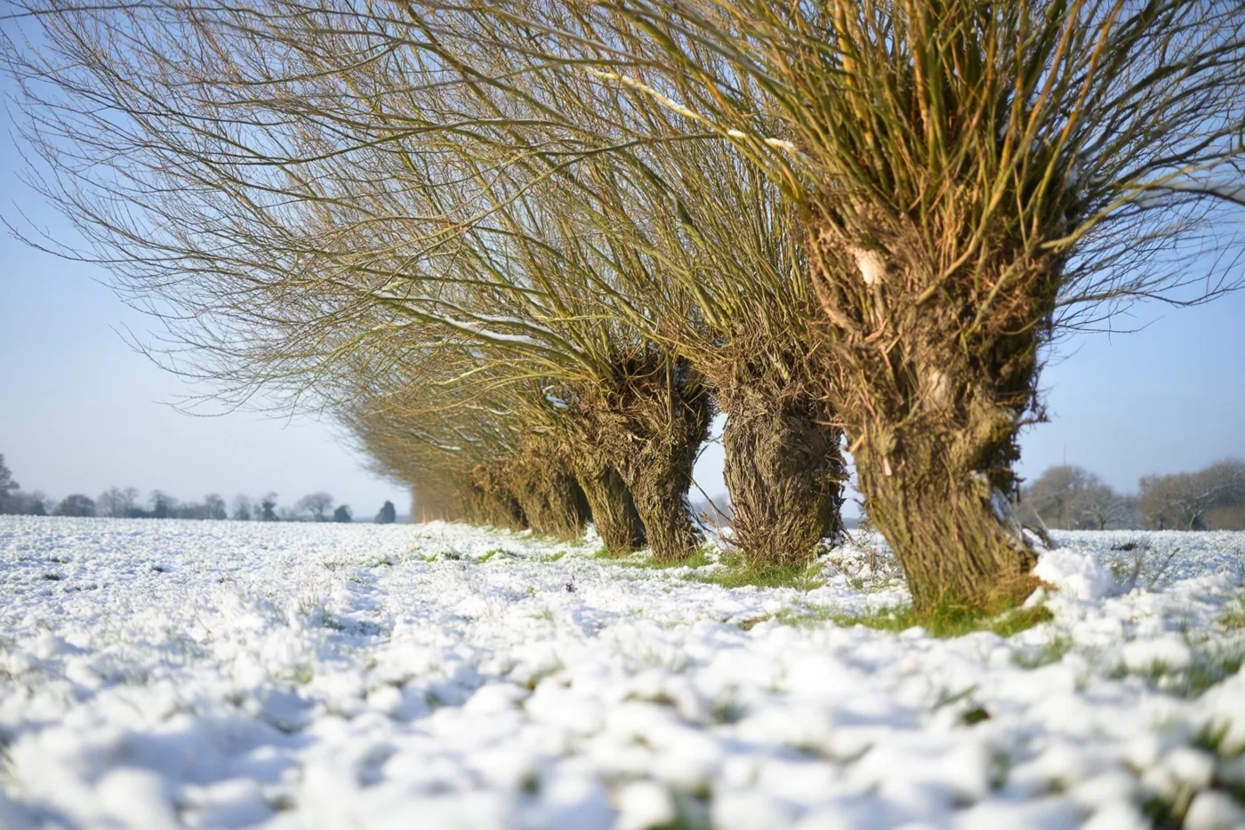 Een rij knotwilgen met bruine stammen staat in een besneeuwde weide onder een helderblauwe lucht.