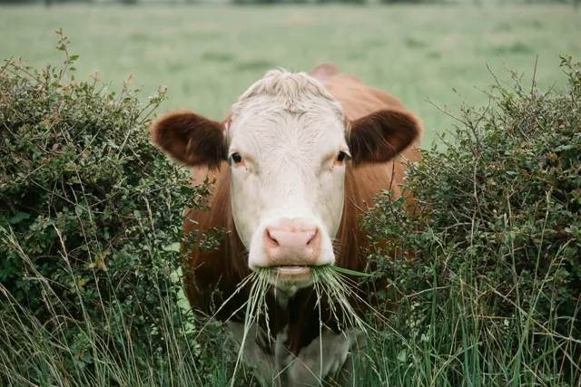 Een bruin-witte koe kijkt door groene struiken in een grasveld, met gras uit haar bek bij zacht natuurlijk licht.