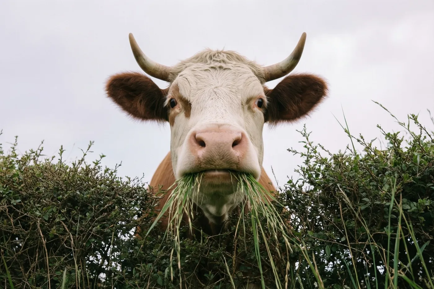 Een bruin-witte koe met horens kijkt van dichtbij door een groene haag, met gras uit haar bek onder een bewolkte lucht.