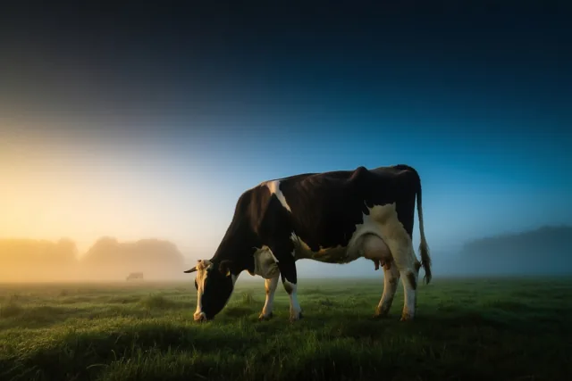 Goedemorgen vanop het platteland