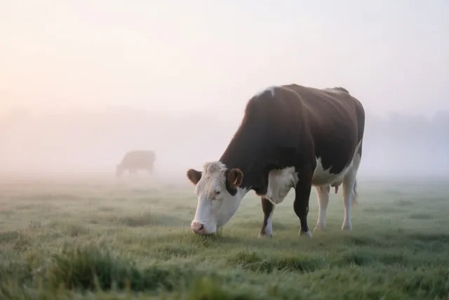 Stille morgen in de wei