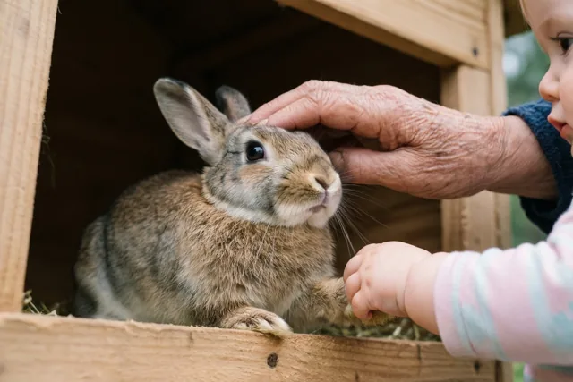 Oma leert het konijntje aaien