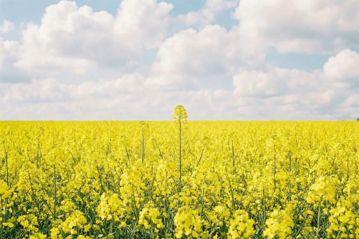 Een uitgestrekt veld felgele koolzaadbloemen ligt in daglicht onder een blauwe hemel met witte stapelwolken.