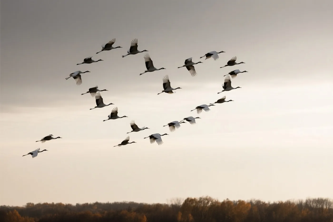 Een groep kraanvogels vliegt in V-formatie onder een bleke novemberlucht, met een rij herfstbomen in de verte.