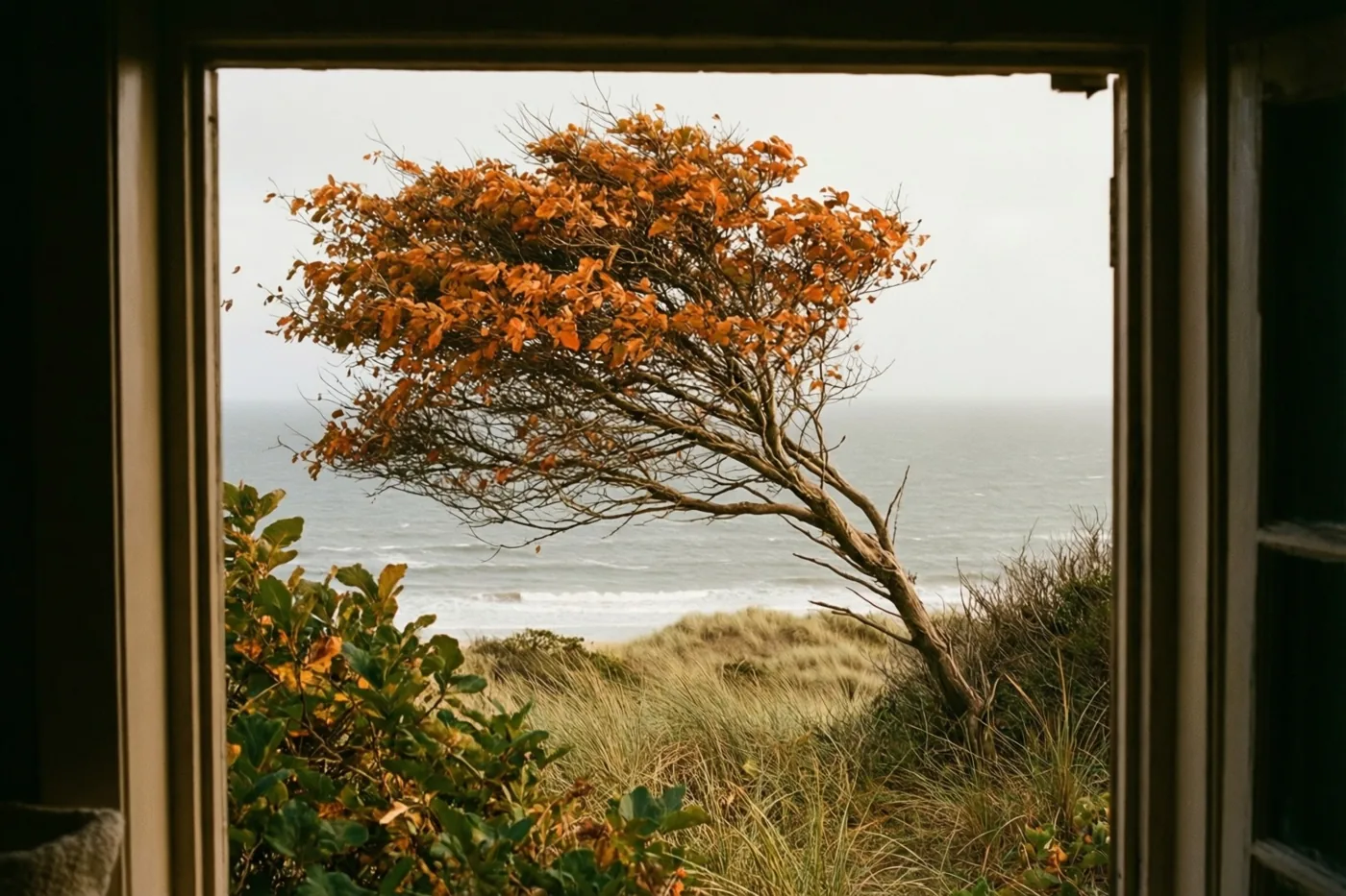 Door een raam is een door de wind gebogen boom met oranje bladeren te zien op een grasduin bij een grijze zee.