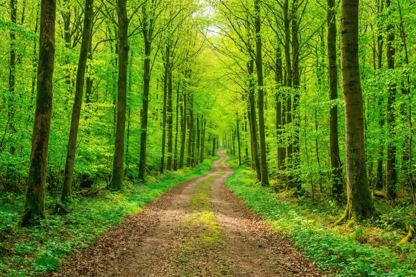 Een kronkelend zandpad loopt tussen hoge bomen met frisgroene bladeren in natuurlijk licht.
